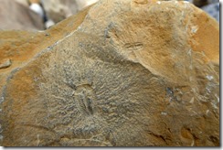 Ptychagnostus praecurrens