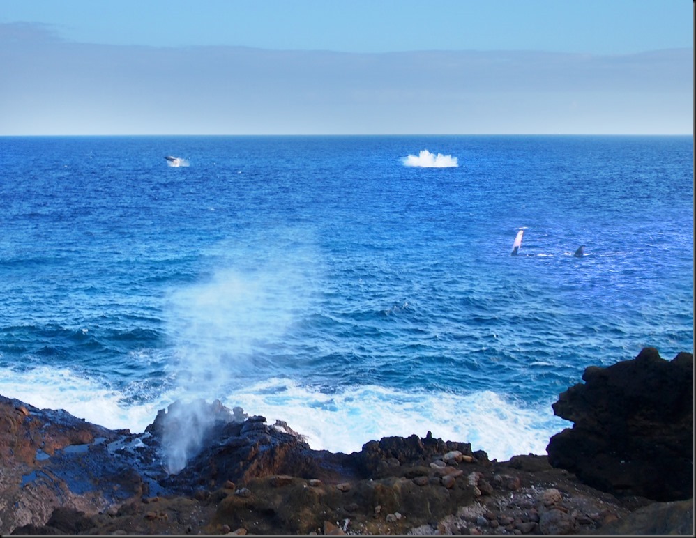 025_whalewatching
