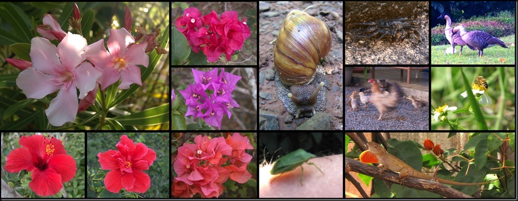 030_flowers