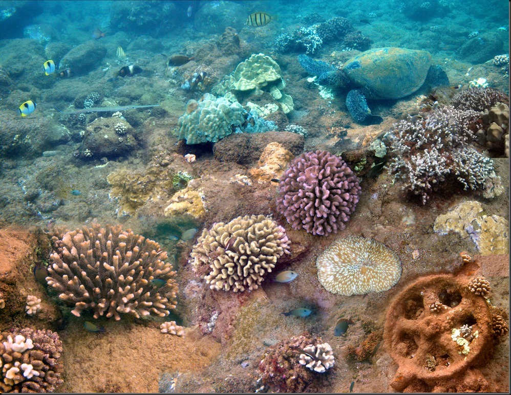 063a_snorkel_andys