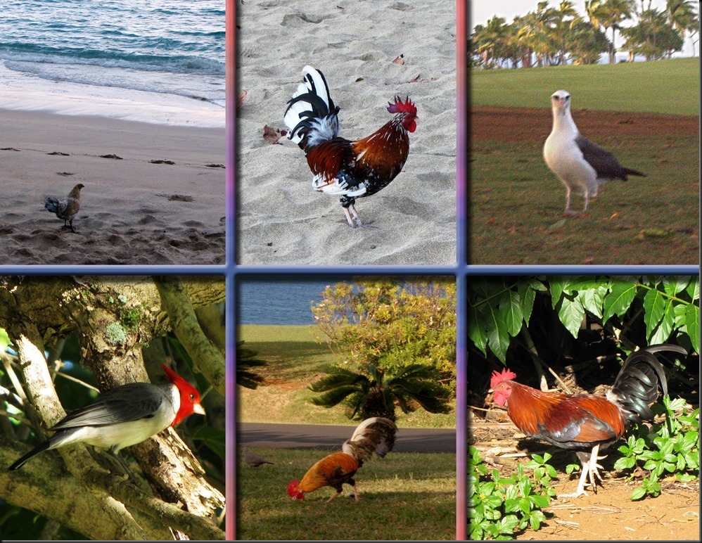 063b_wildlife