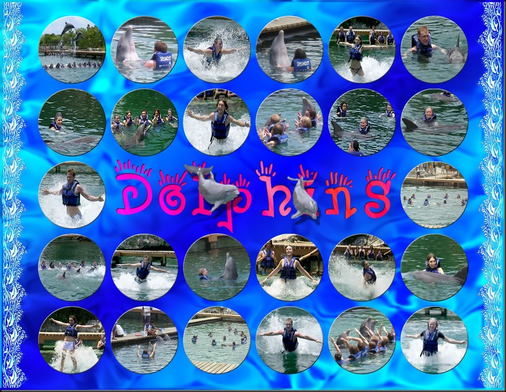 dolphins
