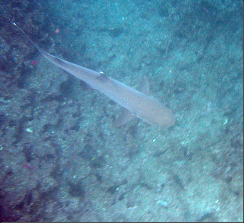 P2050217