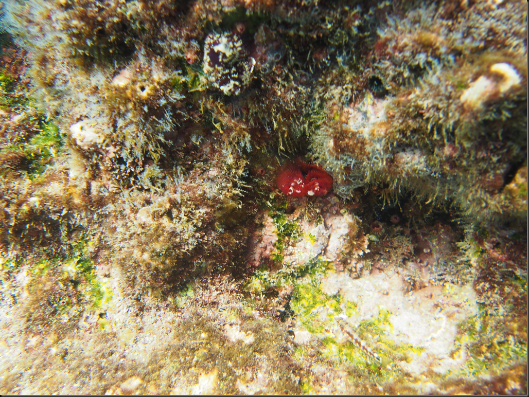 P2060035