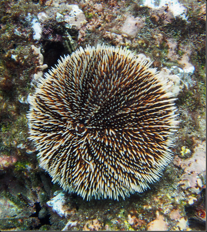 P2060048