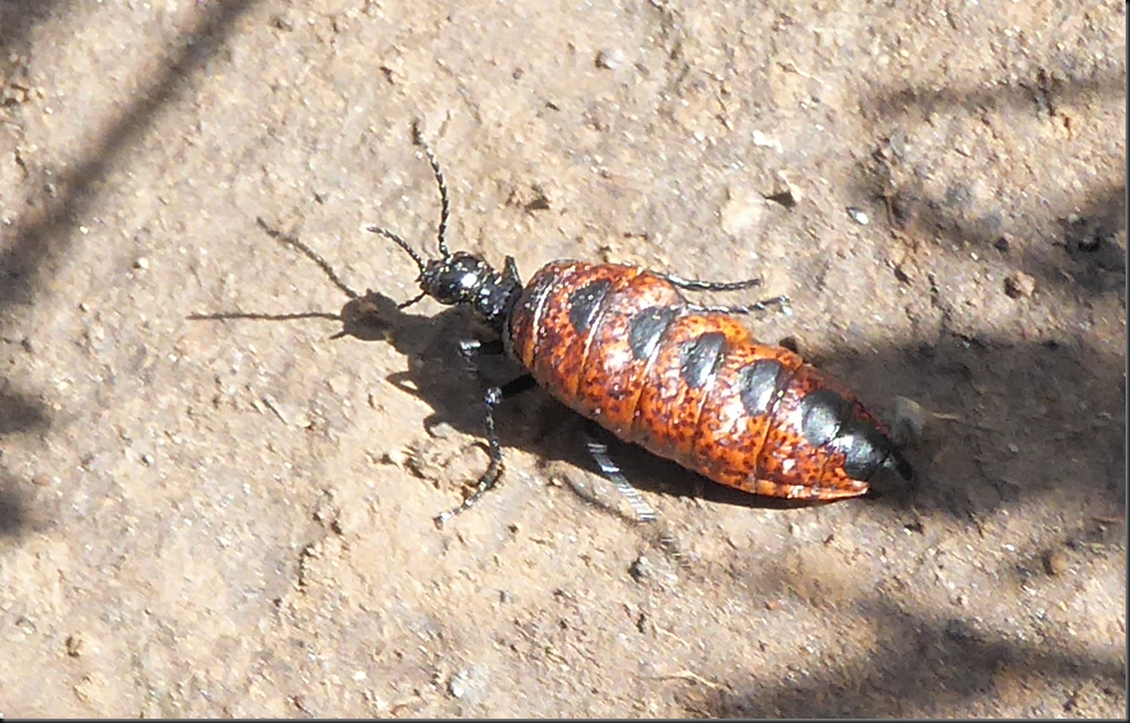 image_thumb3[1]