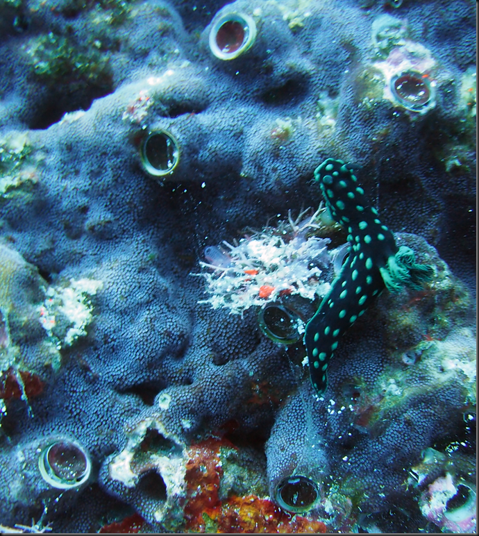 P6220131