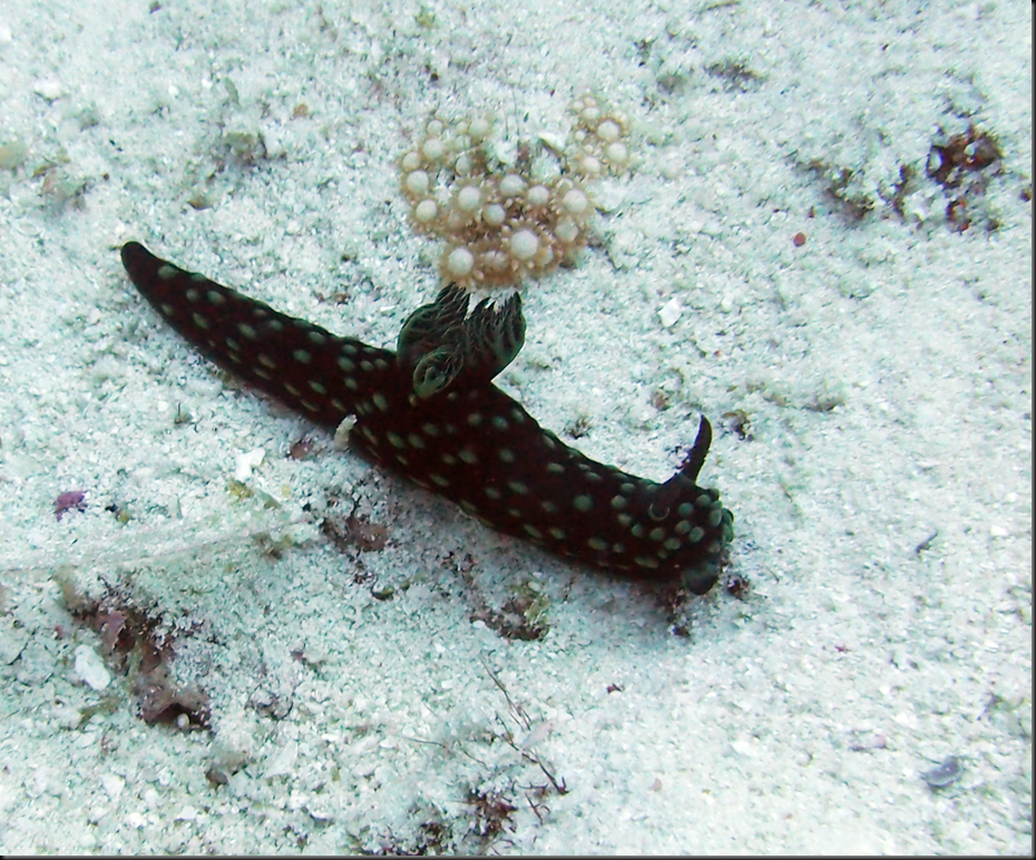 P6220174
