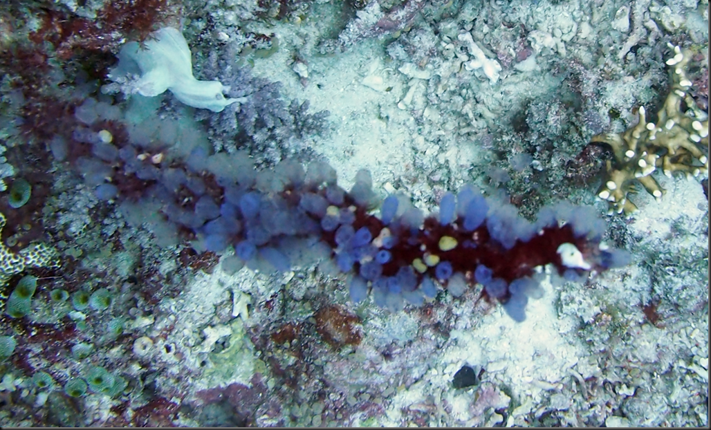 P6220189