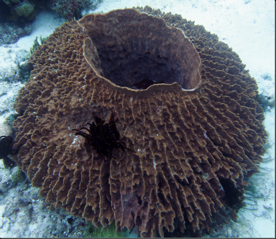 P6220209