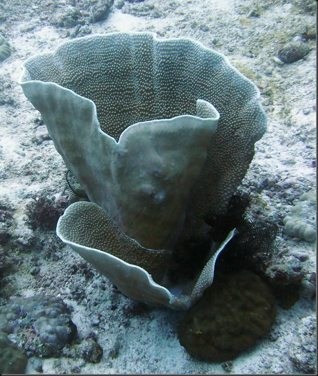 P6220220