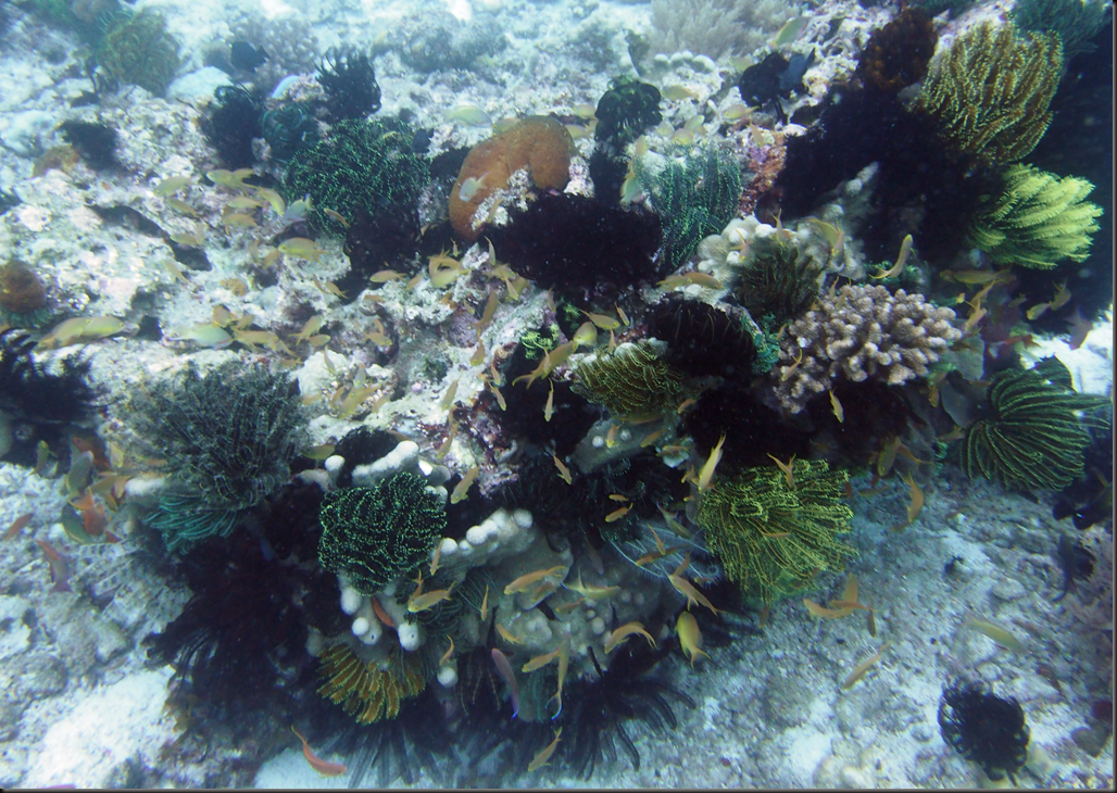 P6220223