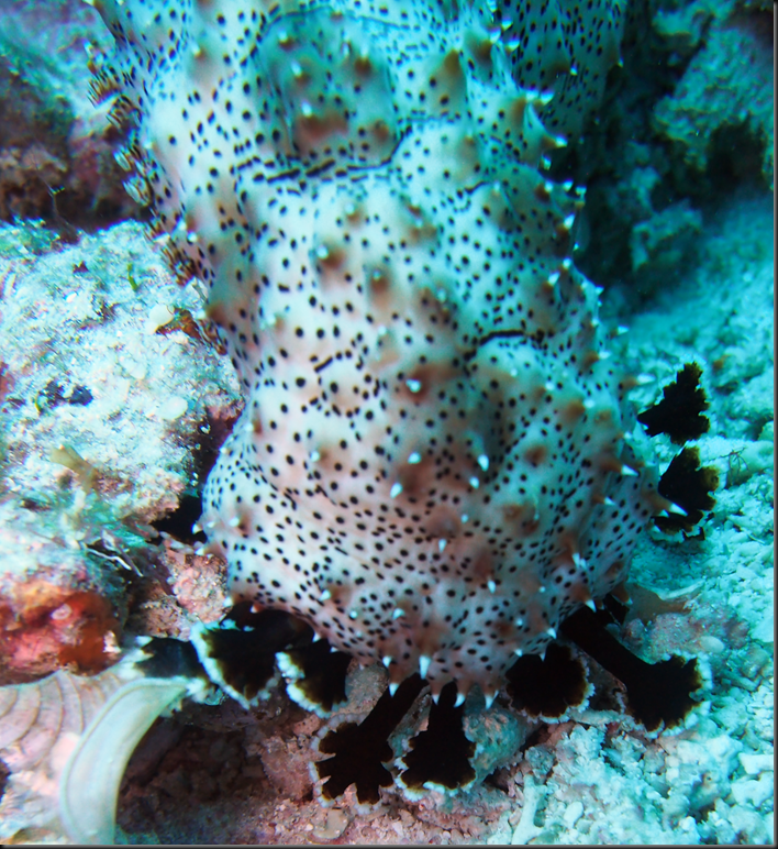 P6220289