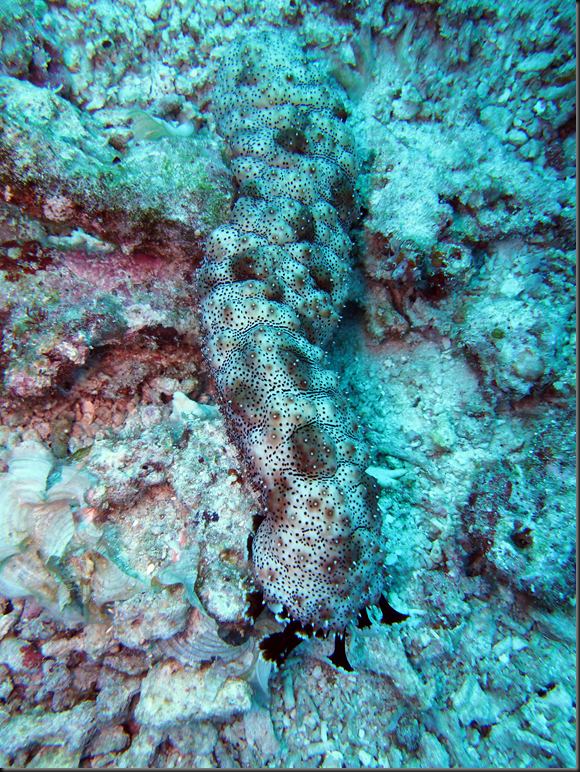 P6220291