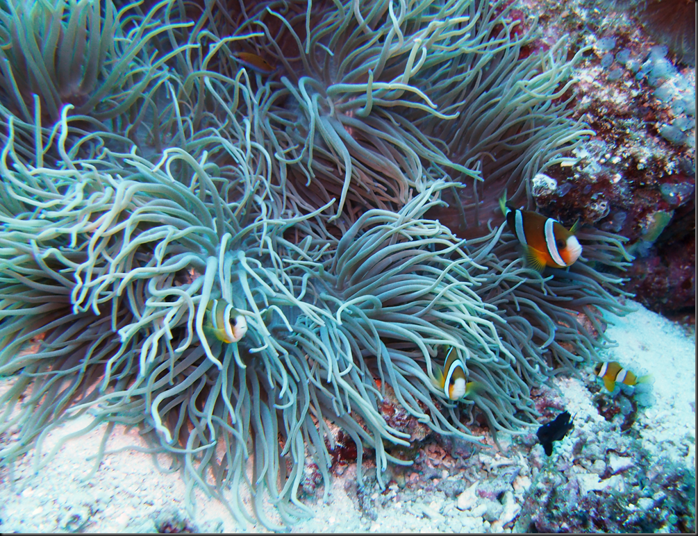 P6220301