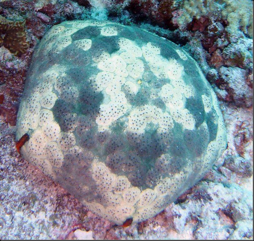 P6220332