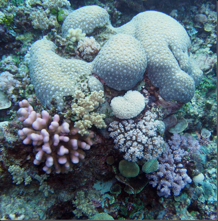 image_thumb41