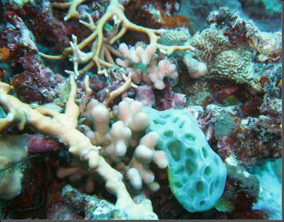 image_thumb61