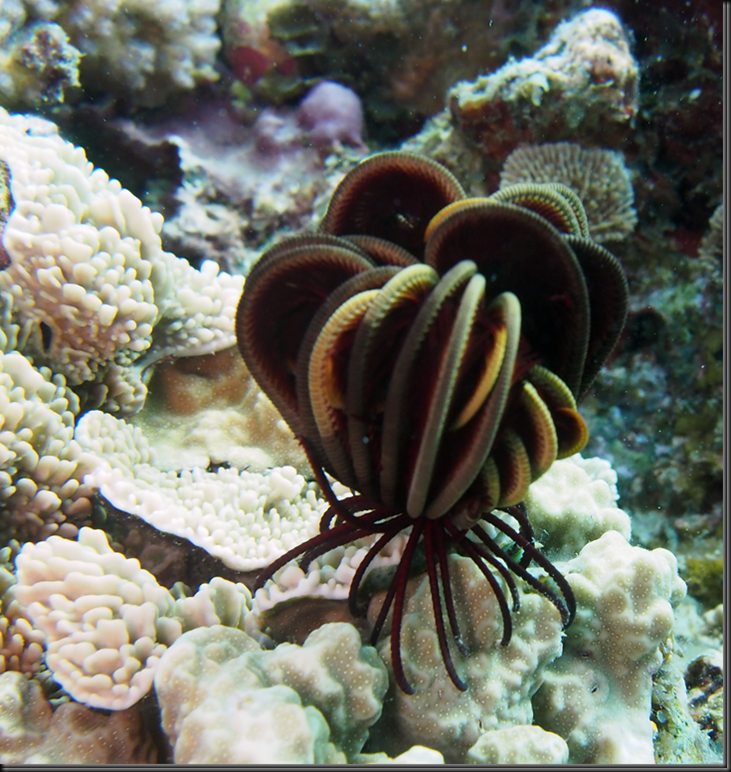 image_thumb6