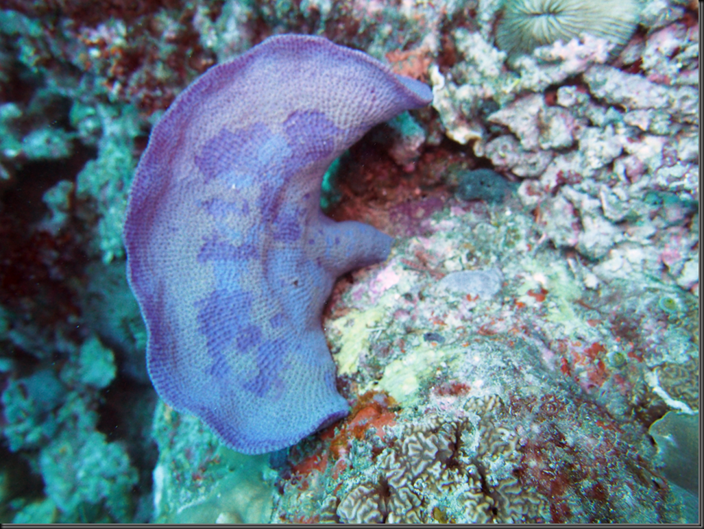 image_thumb7