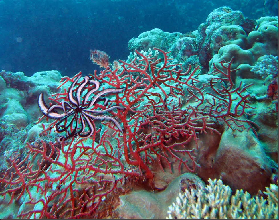 image_thumb8
