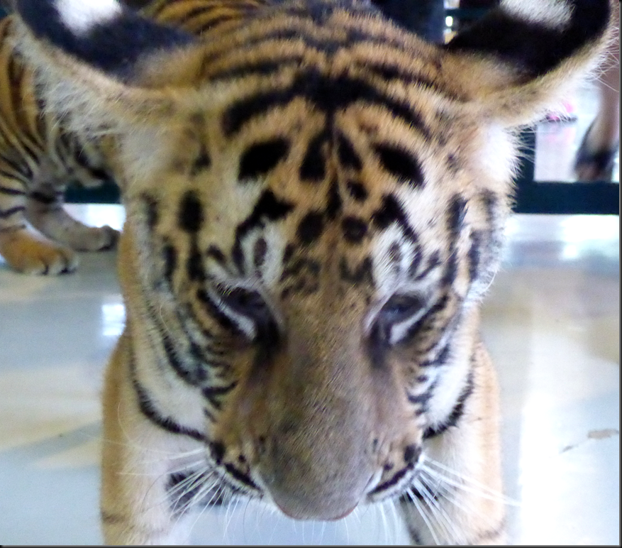 image_thumb7[1]