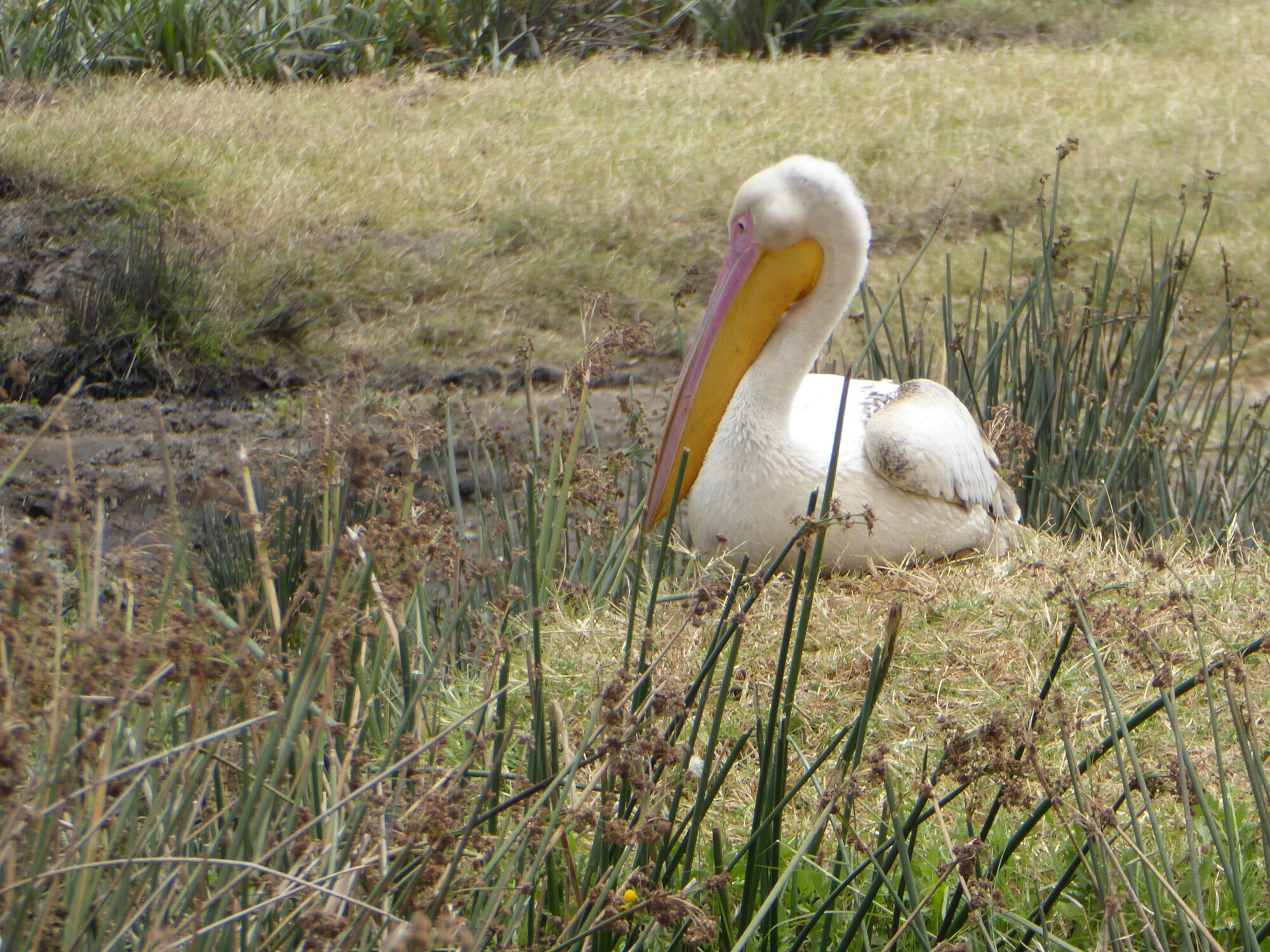P1000327.jpg image