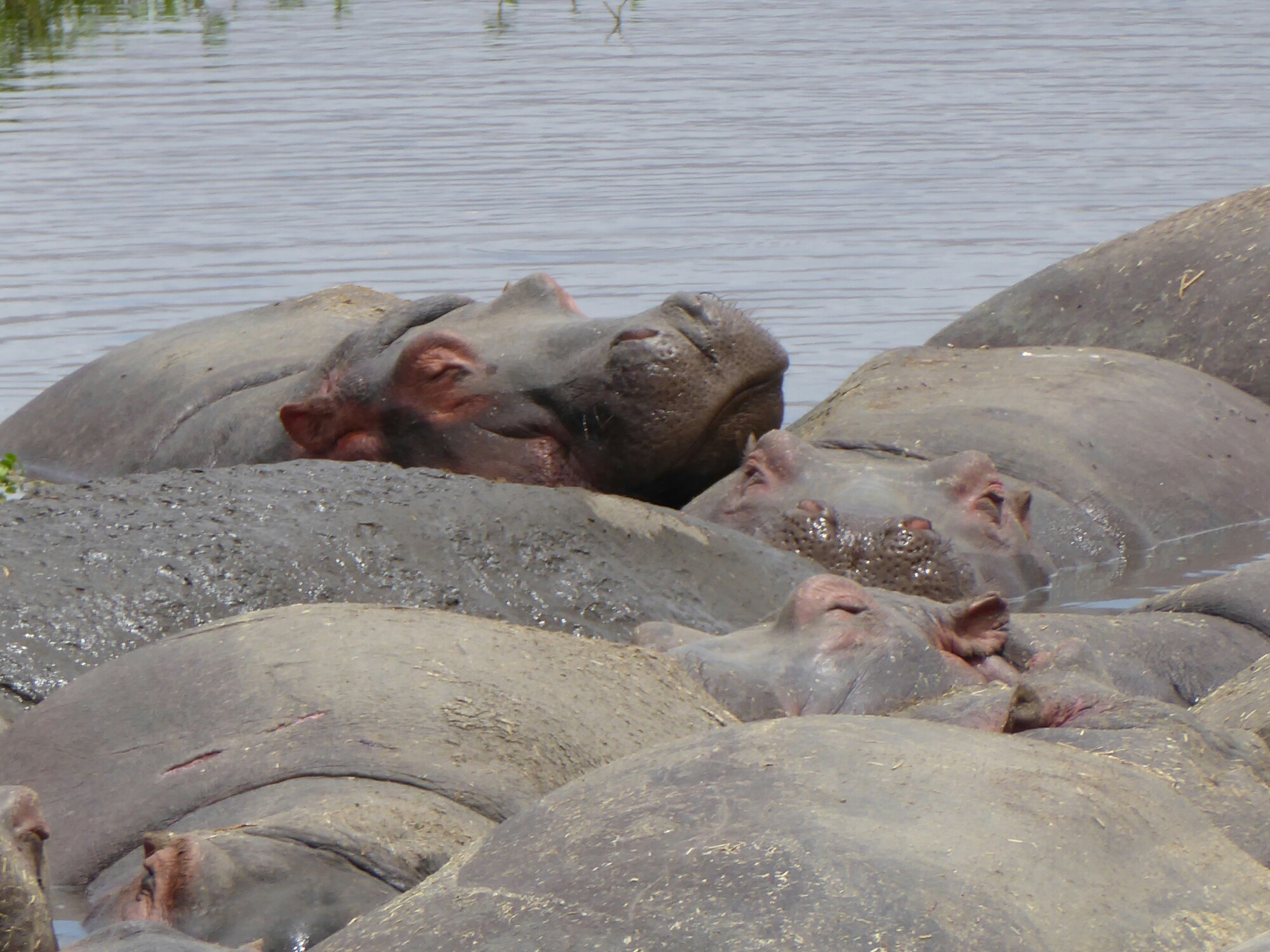 P1000340.jpg image