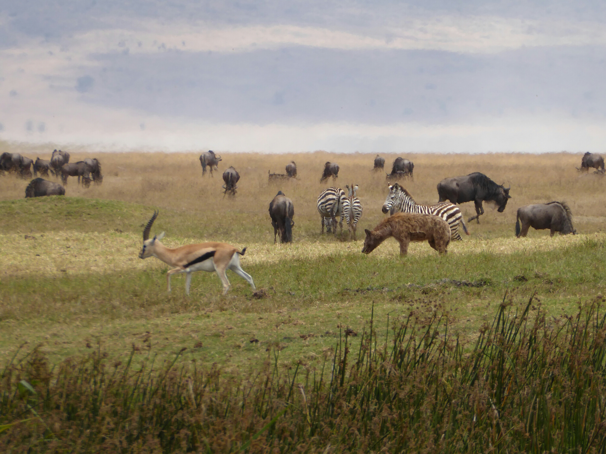 P1000356.jpg image