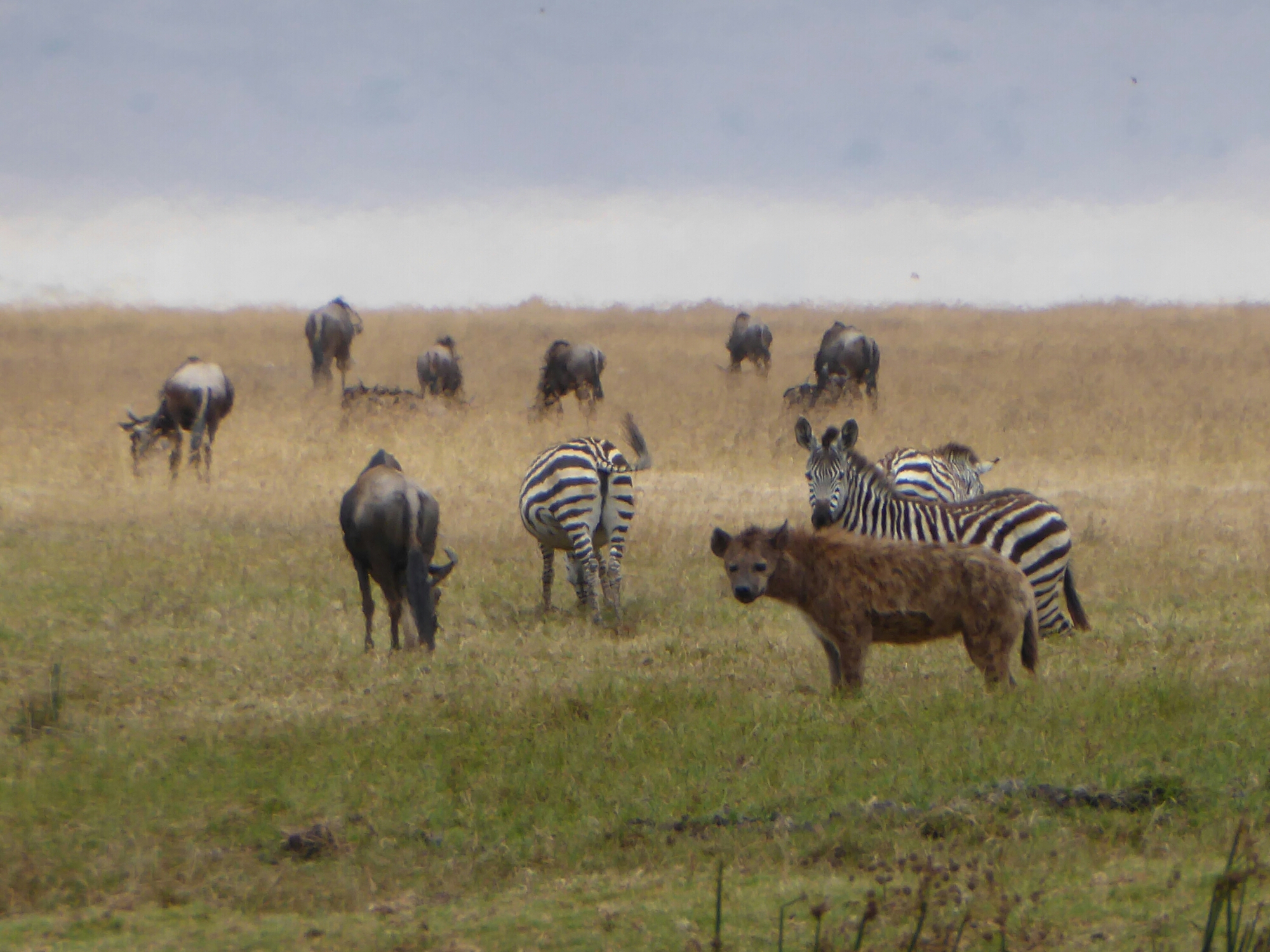 P1000358.jpg image