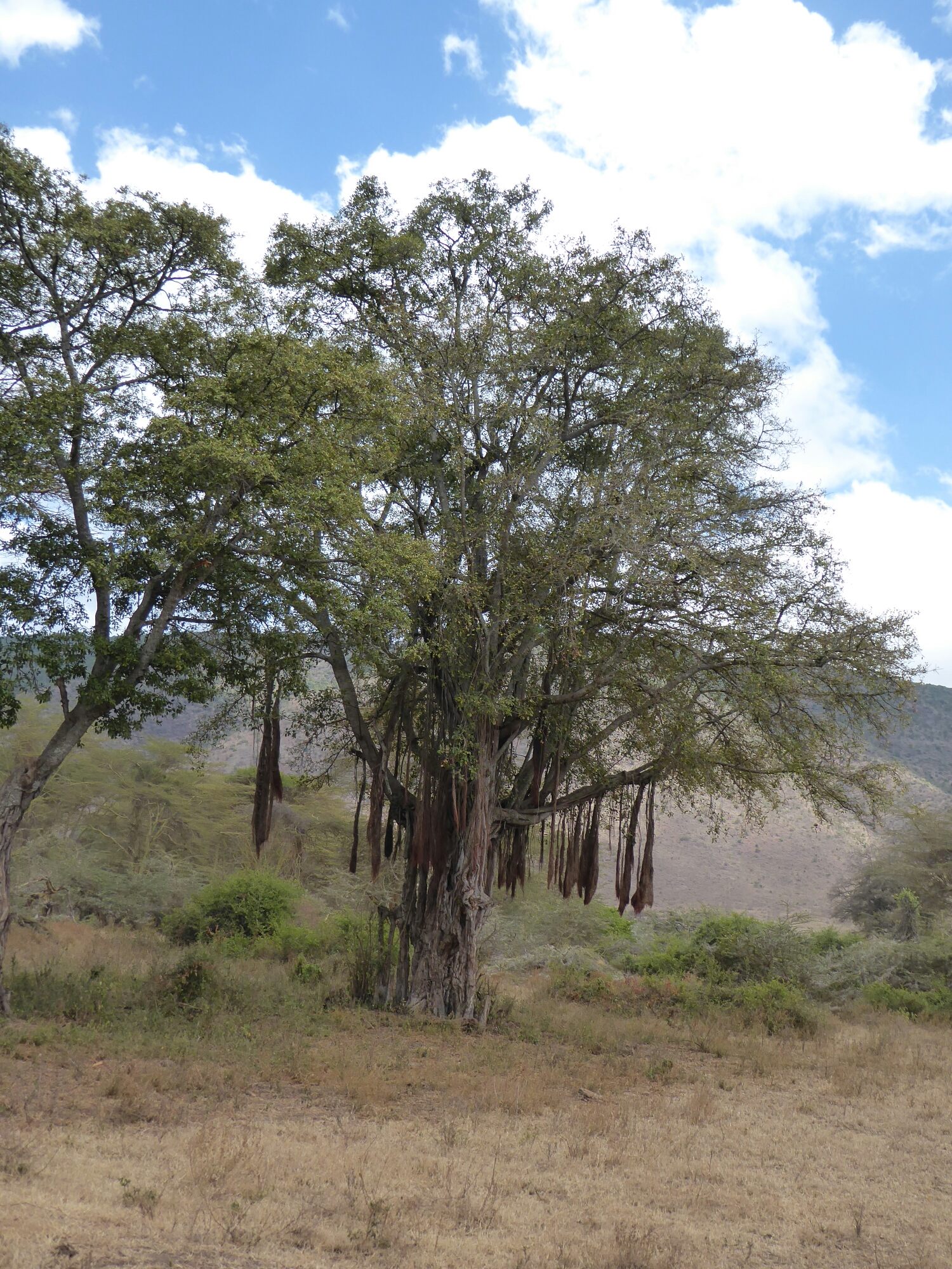 P1000417.jpg image