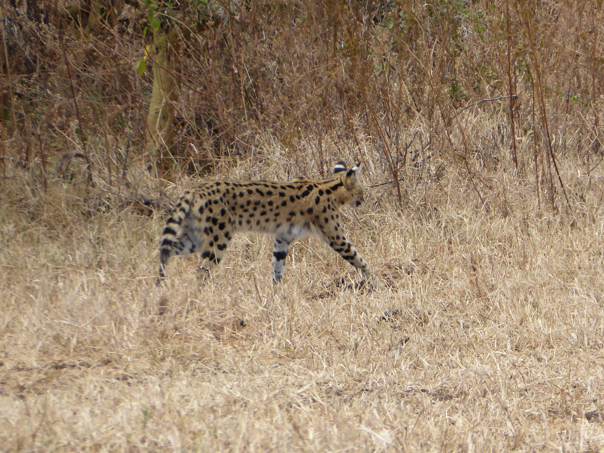 P1000429.jpg image
