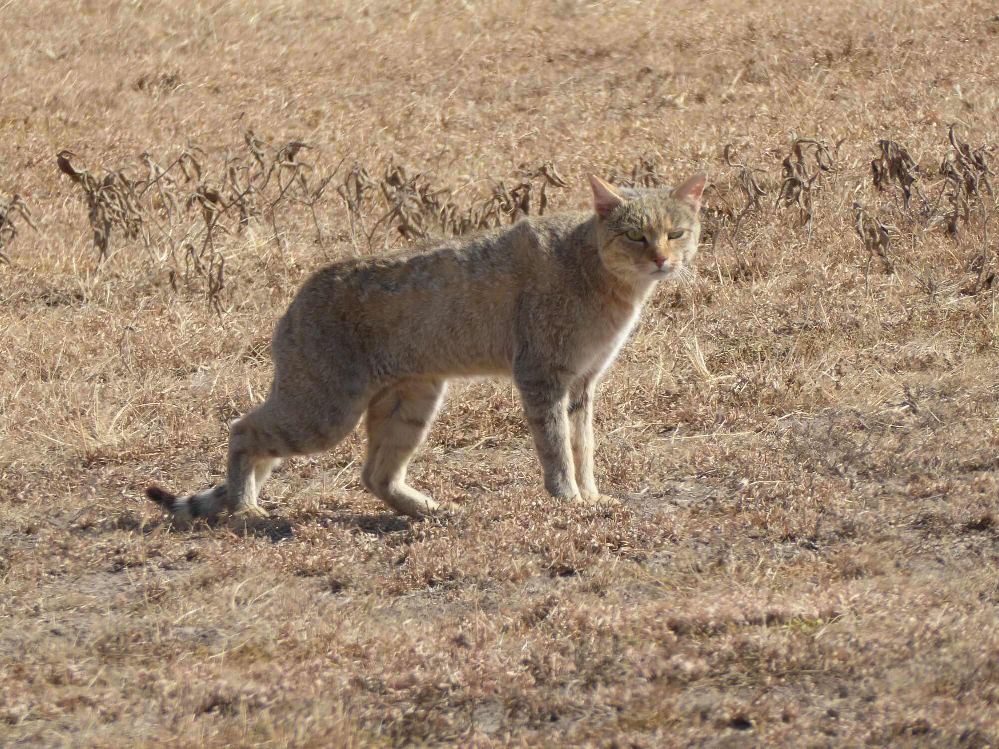 P1000454.jpg image