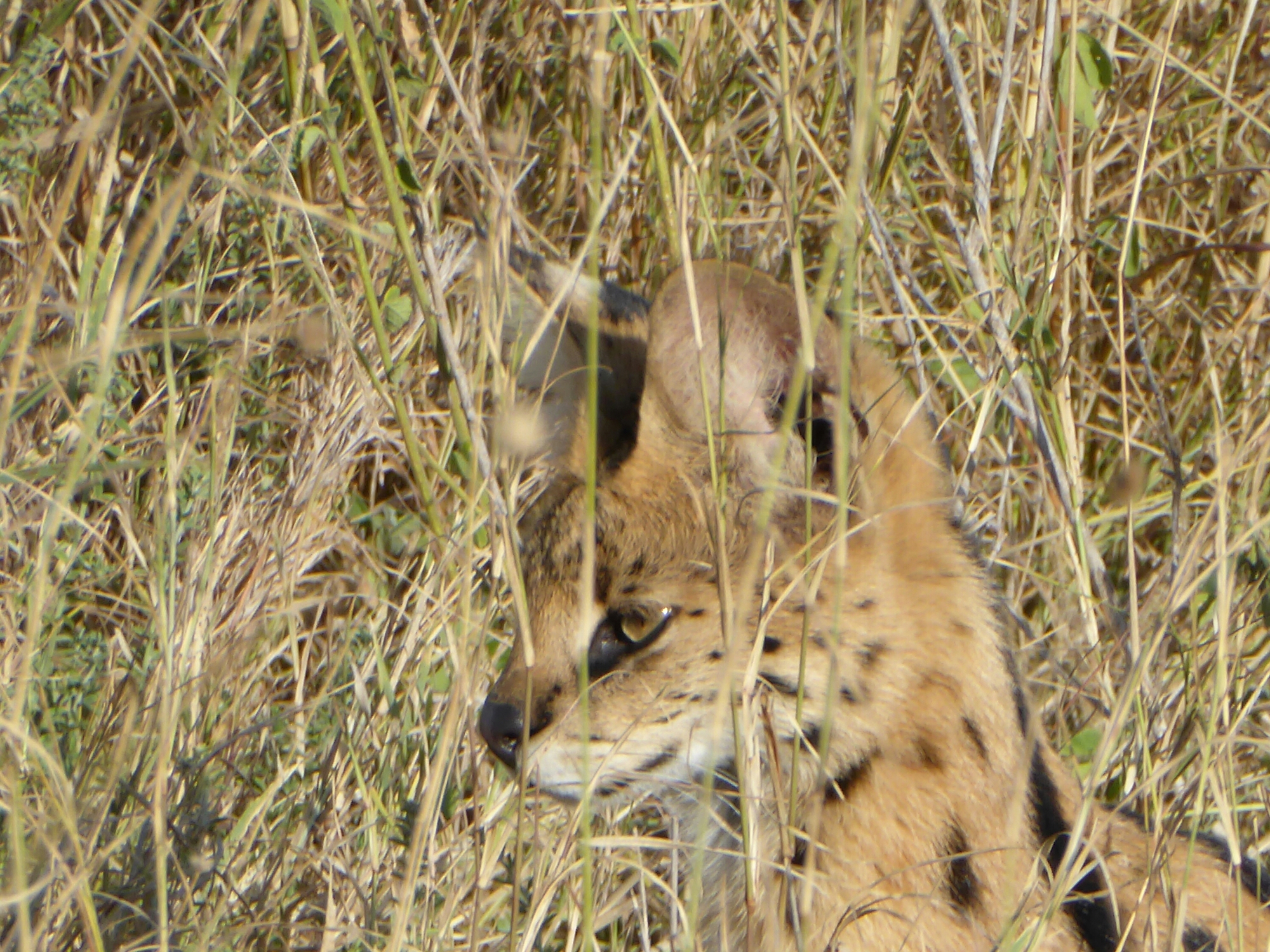 P1000534.jpg image