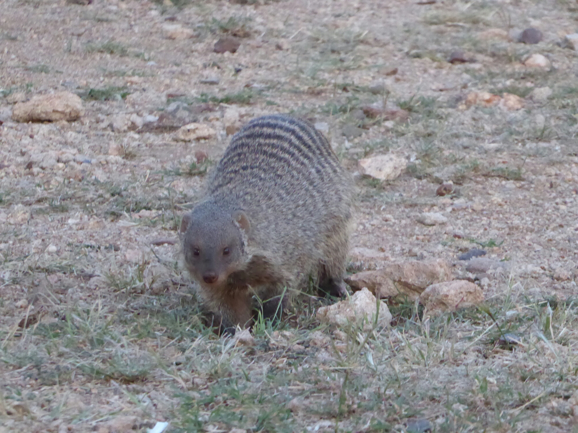 P1000582.jpg image