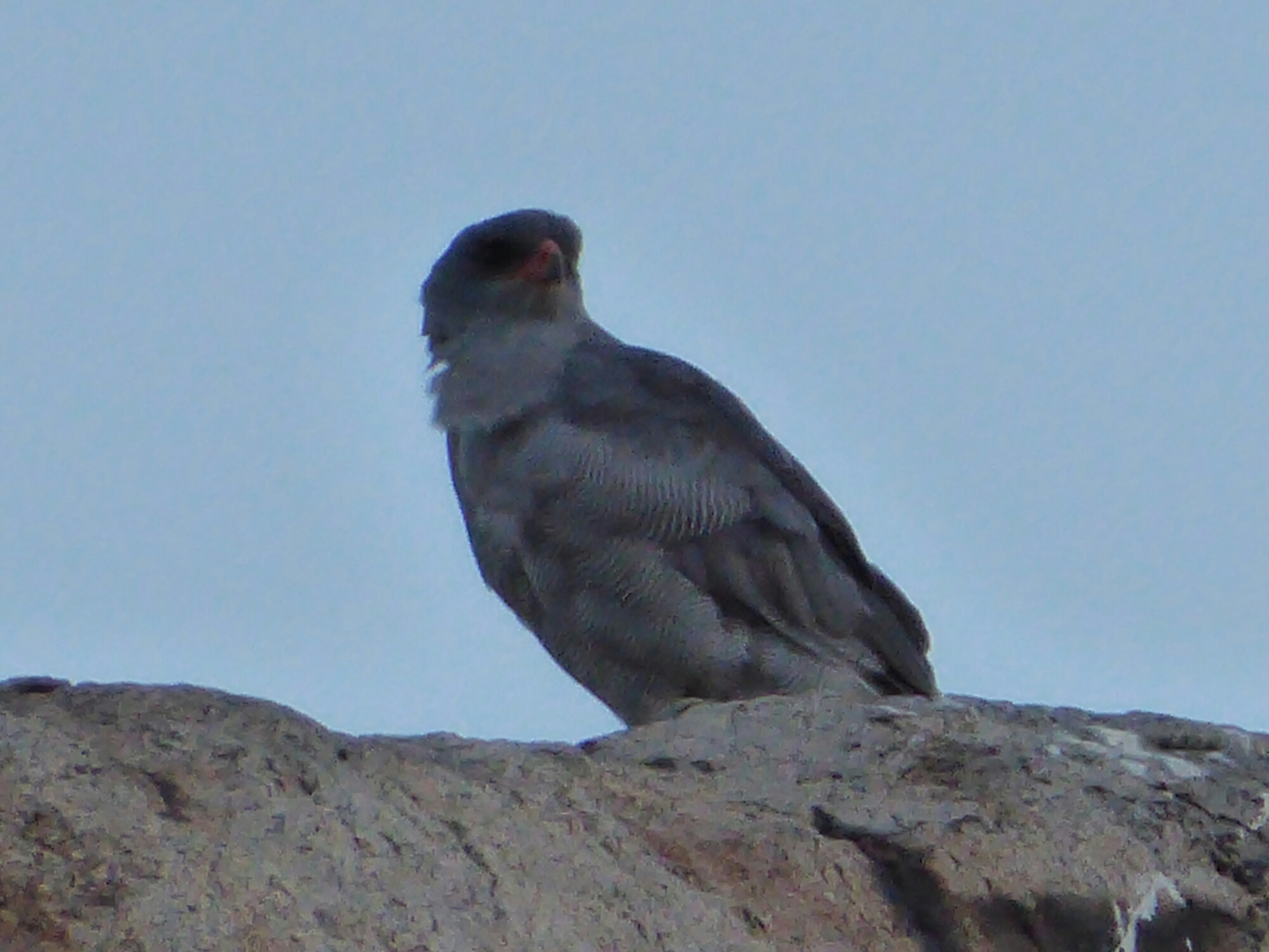 P1000587.jpg image