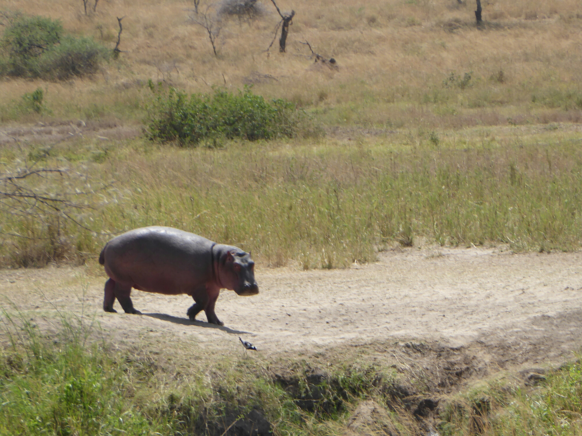 P1000840.jpg image