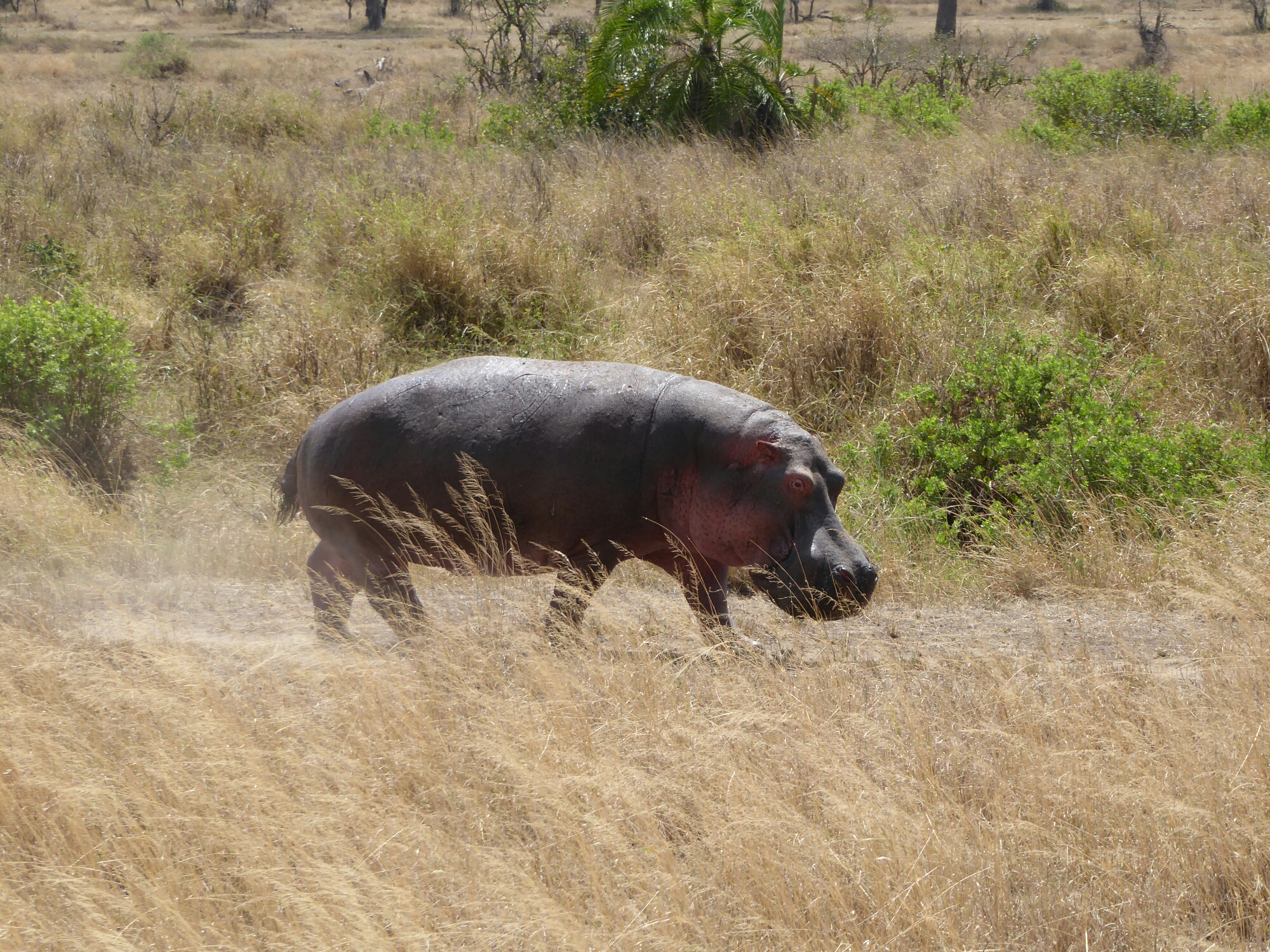 P1000850.jpg image