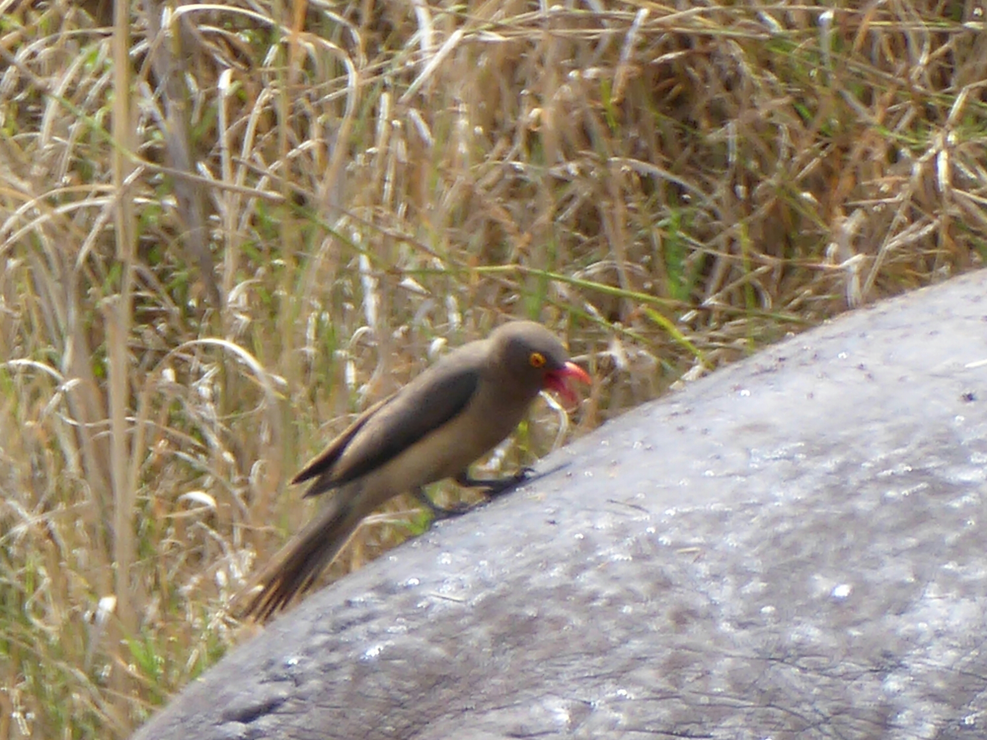 P1000862.jpg image