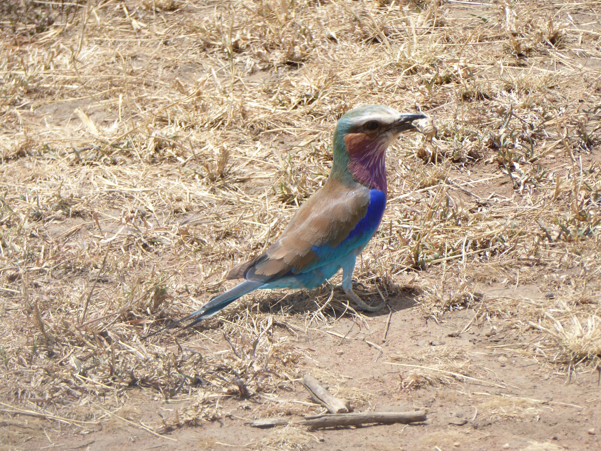 P1010033.jpg image