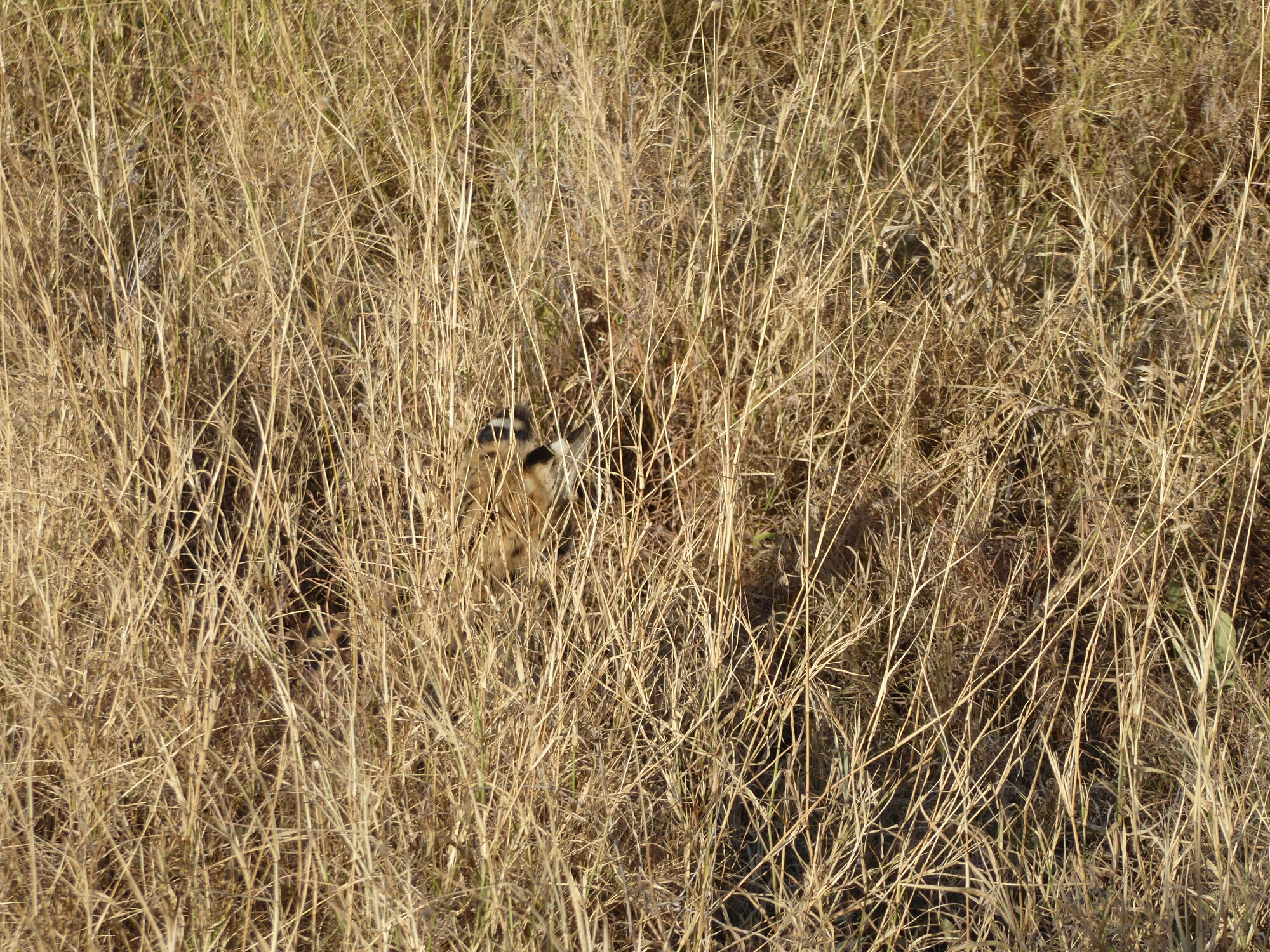P1010081.jpg image