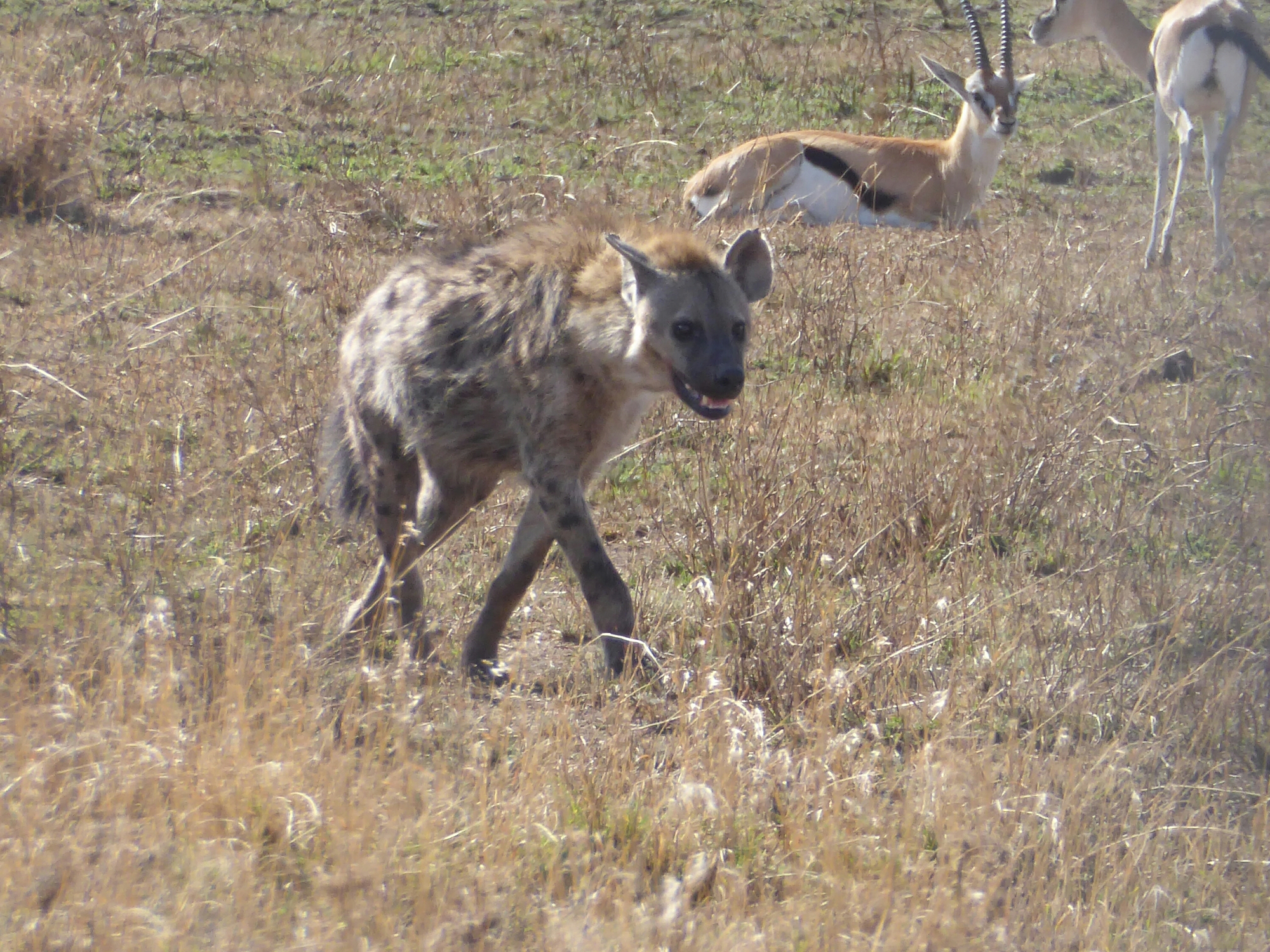 P1010263.jpg image
