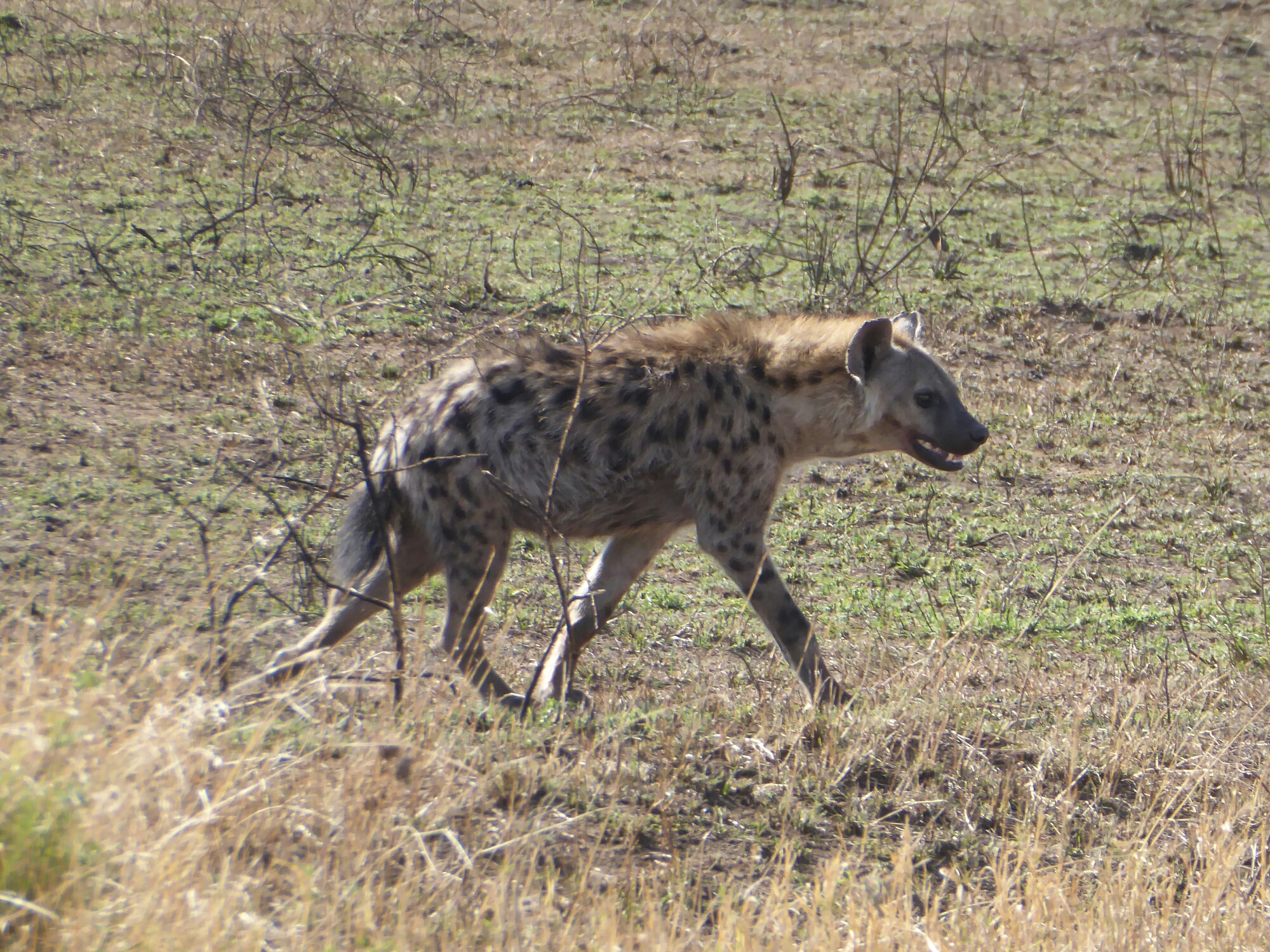 P1010266.jpg image