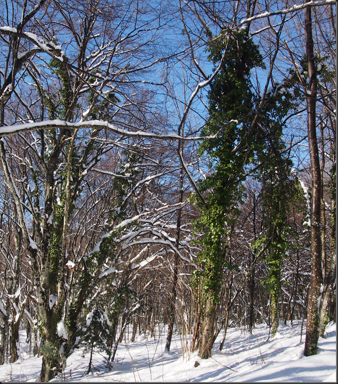 image_thumb23