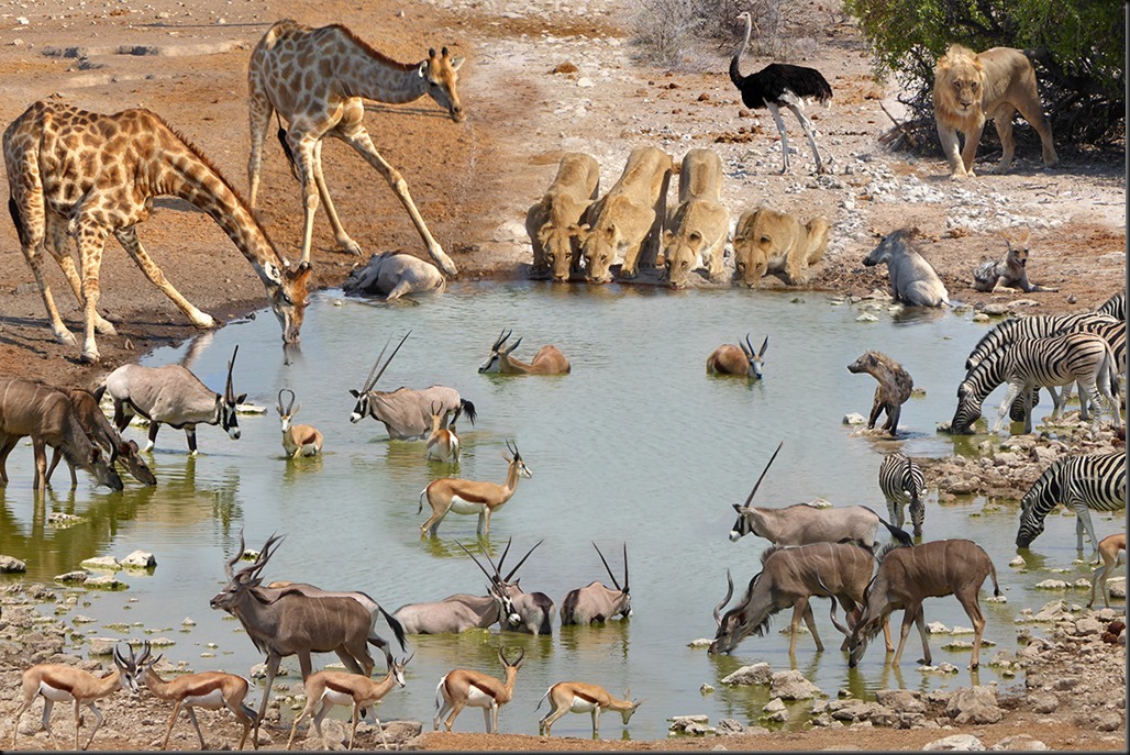 waterhole