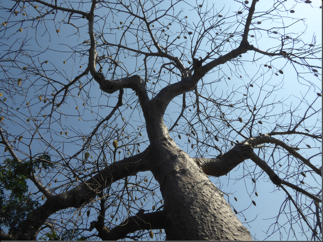 image_thumb1