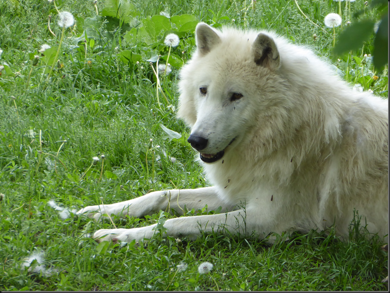 image_thumb10