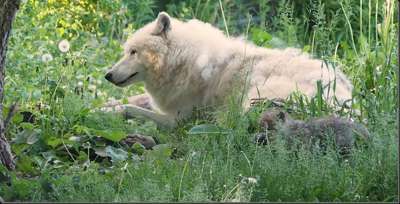 image_thumb68