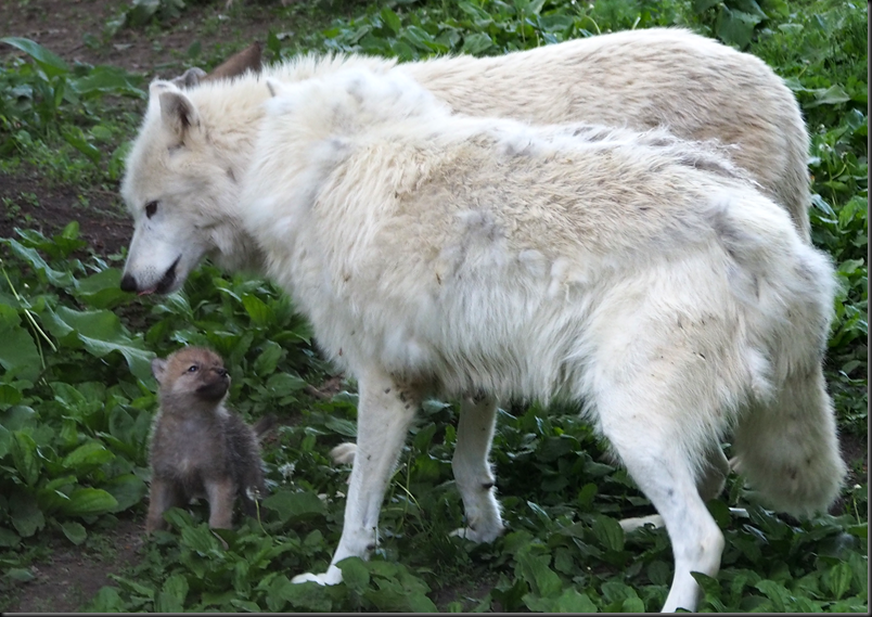image_thumb51