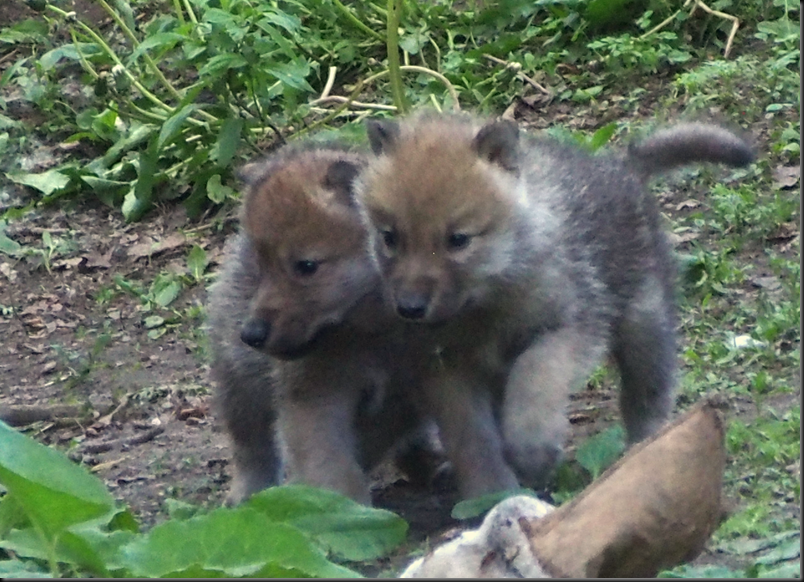 image_thumb42